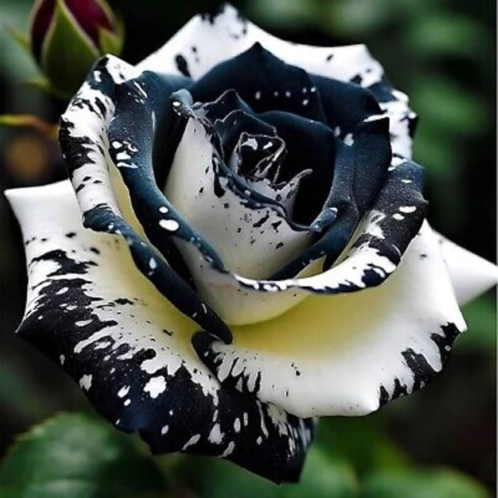 White Black Edge Rose Seeds – unique rose variety, white petals with black edges, garden flowers, ornamental plants, high germination, landscaping